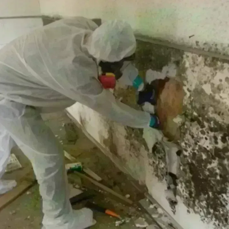 Mold Remediation and Removal in Galena, IN